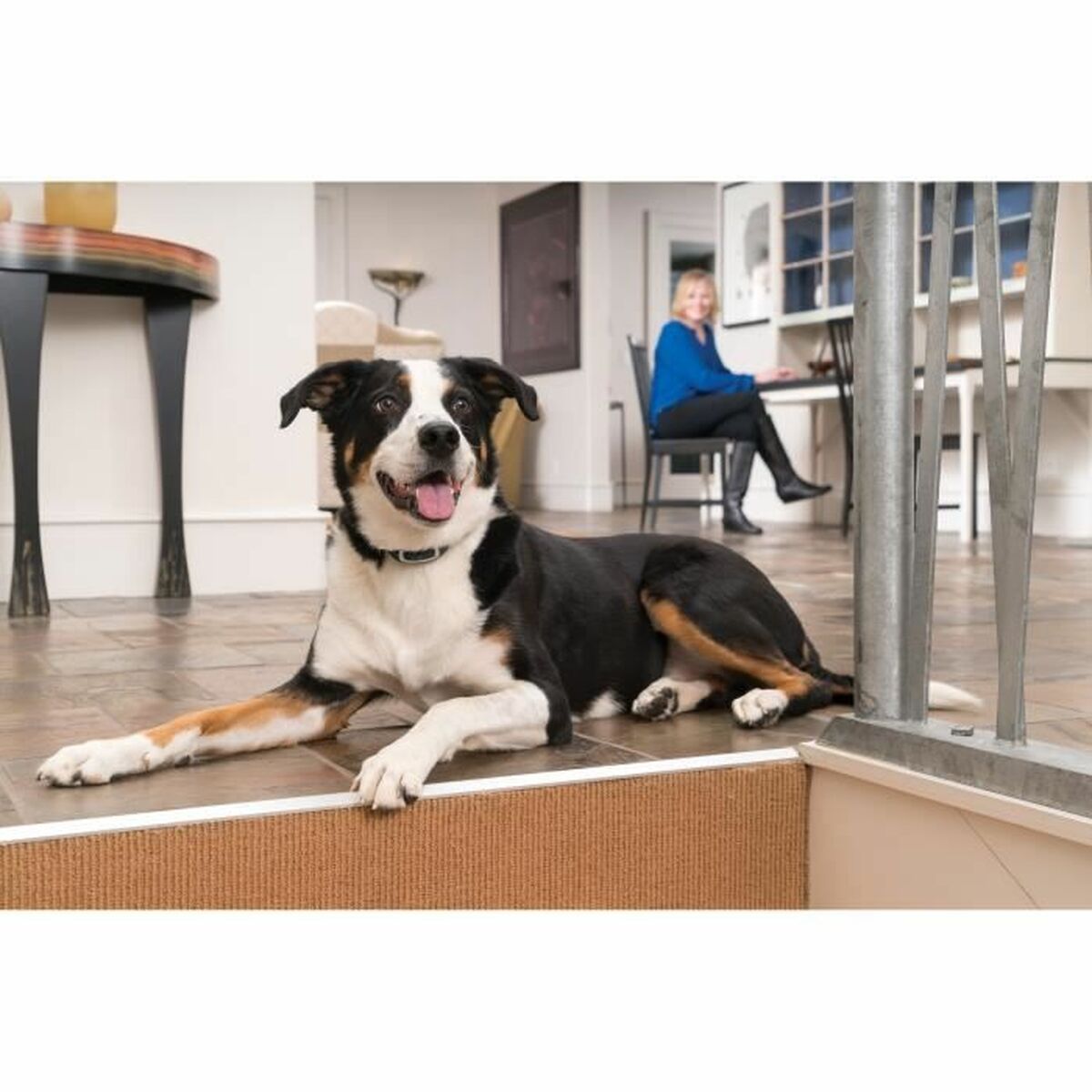 Collier anti-aboiement PetSafe Bleu