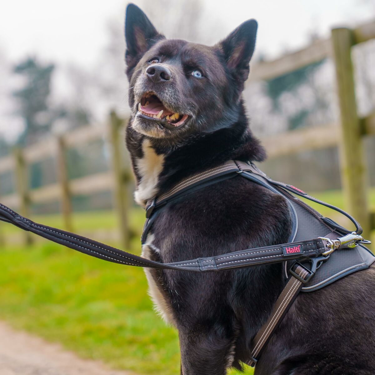 Sangle d'entraînement Company of Animals HALTI BRIG SAFETY Noir