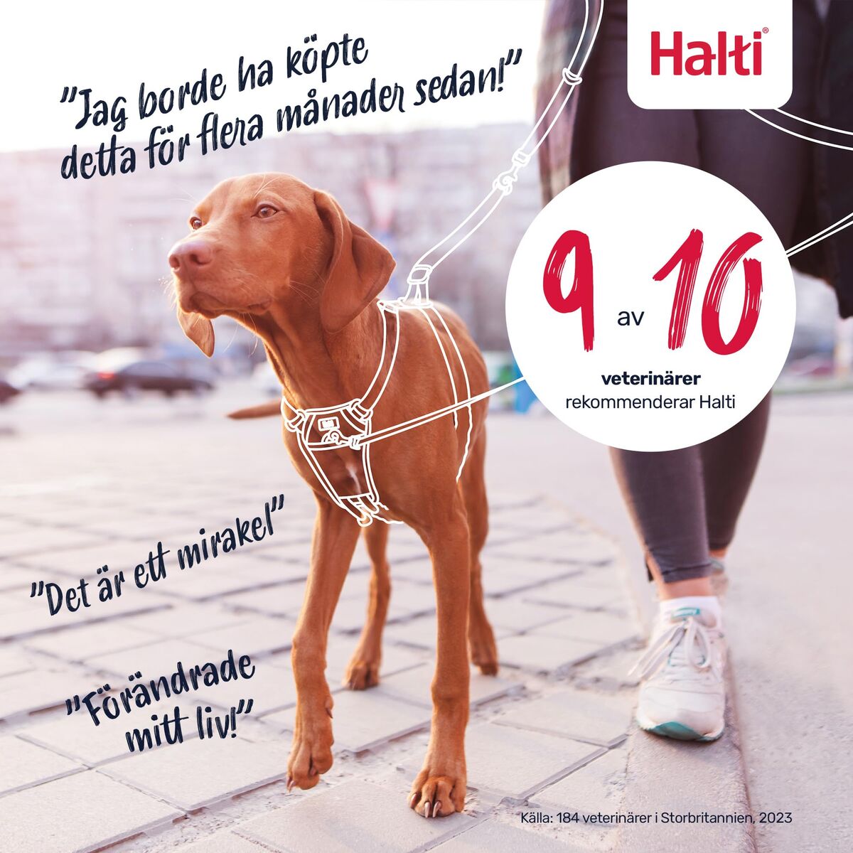 Harnais pour Chien Company of Animals Blue 20