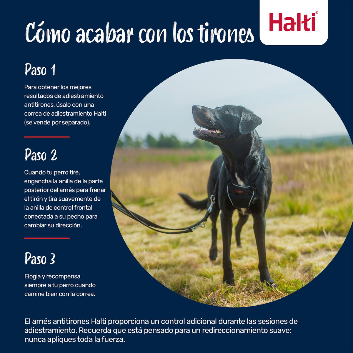 Harnais pour Chien Company of Animals COBALT Bleu L
