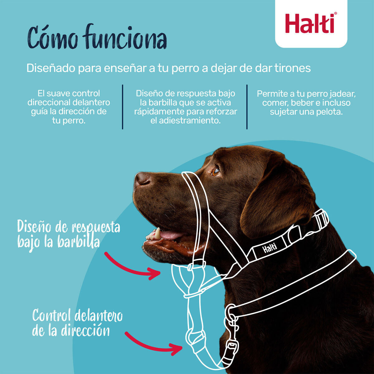 Muselière Company of Animals COBALT Bleu Taille 1