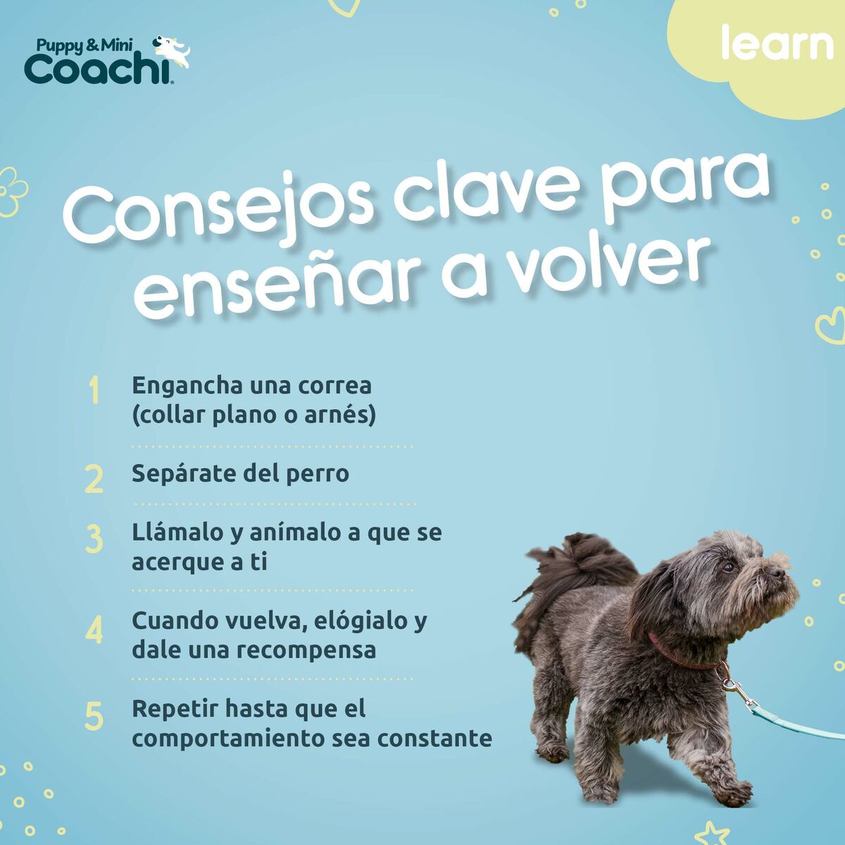 Harnais pour Chien Coachi