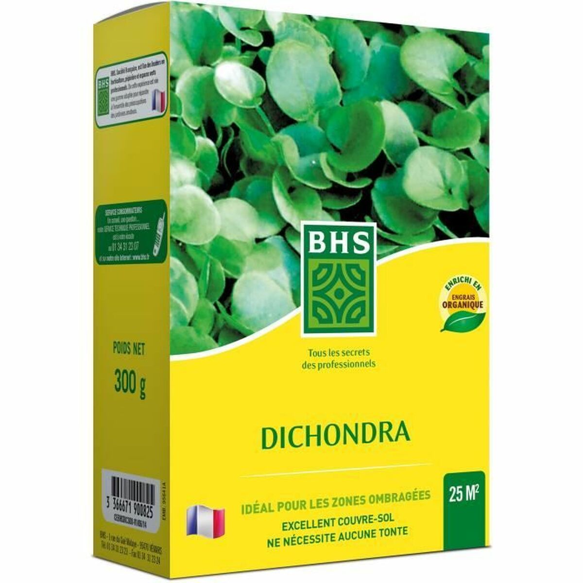 Graines BHS Dichondra