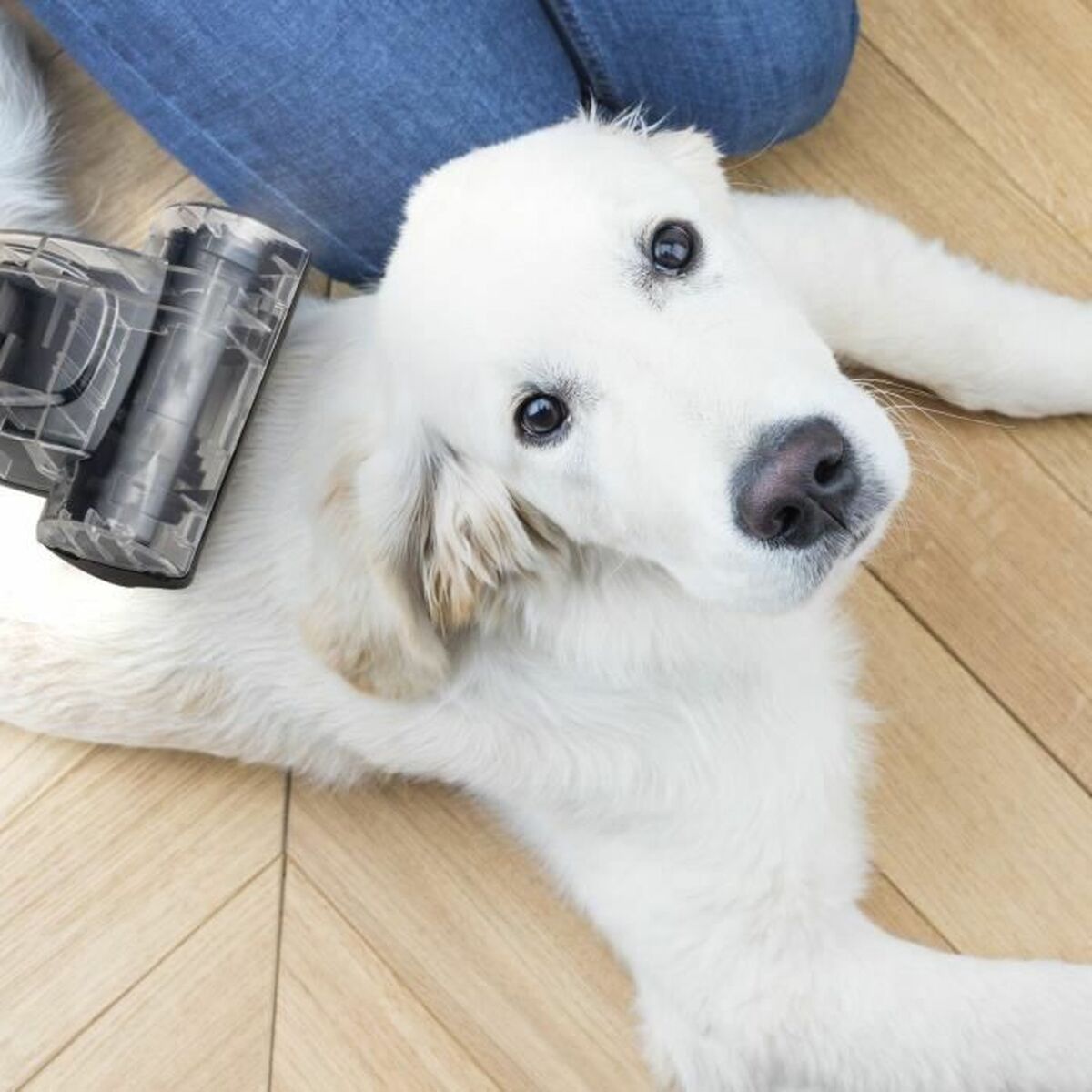 Aspirateur Hkoenig Noir