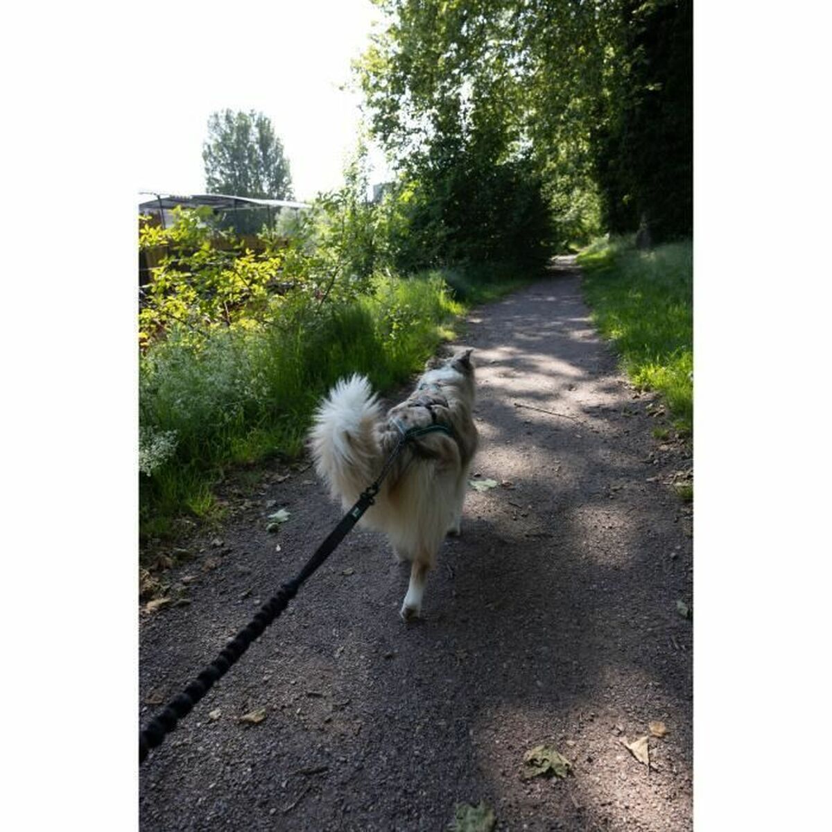 Laisse pour Chien Noir