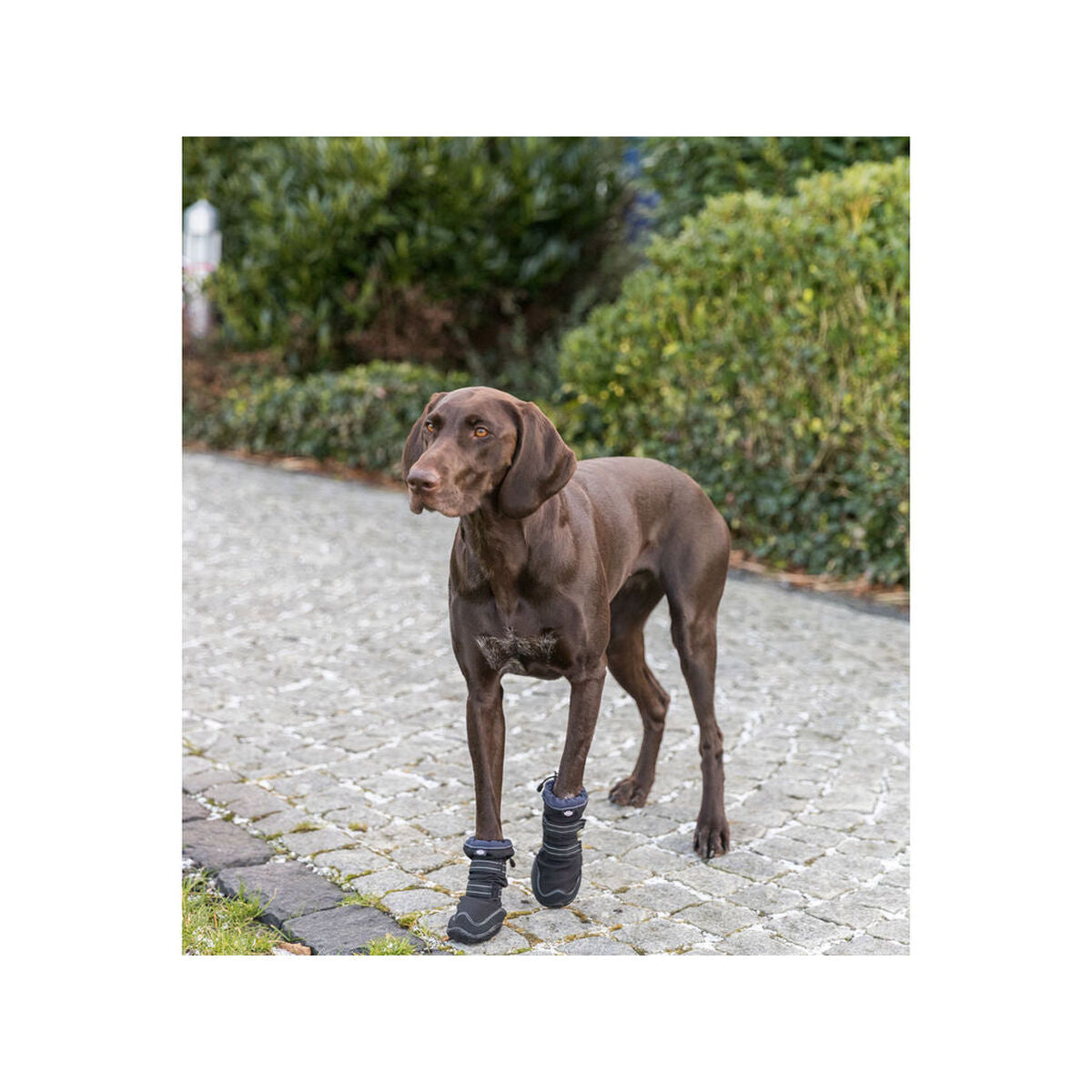 Marcheur de protection des pattes Trixie Noir L