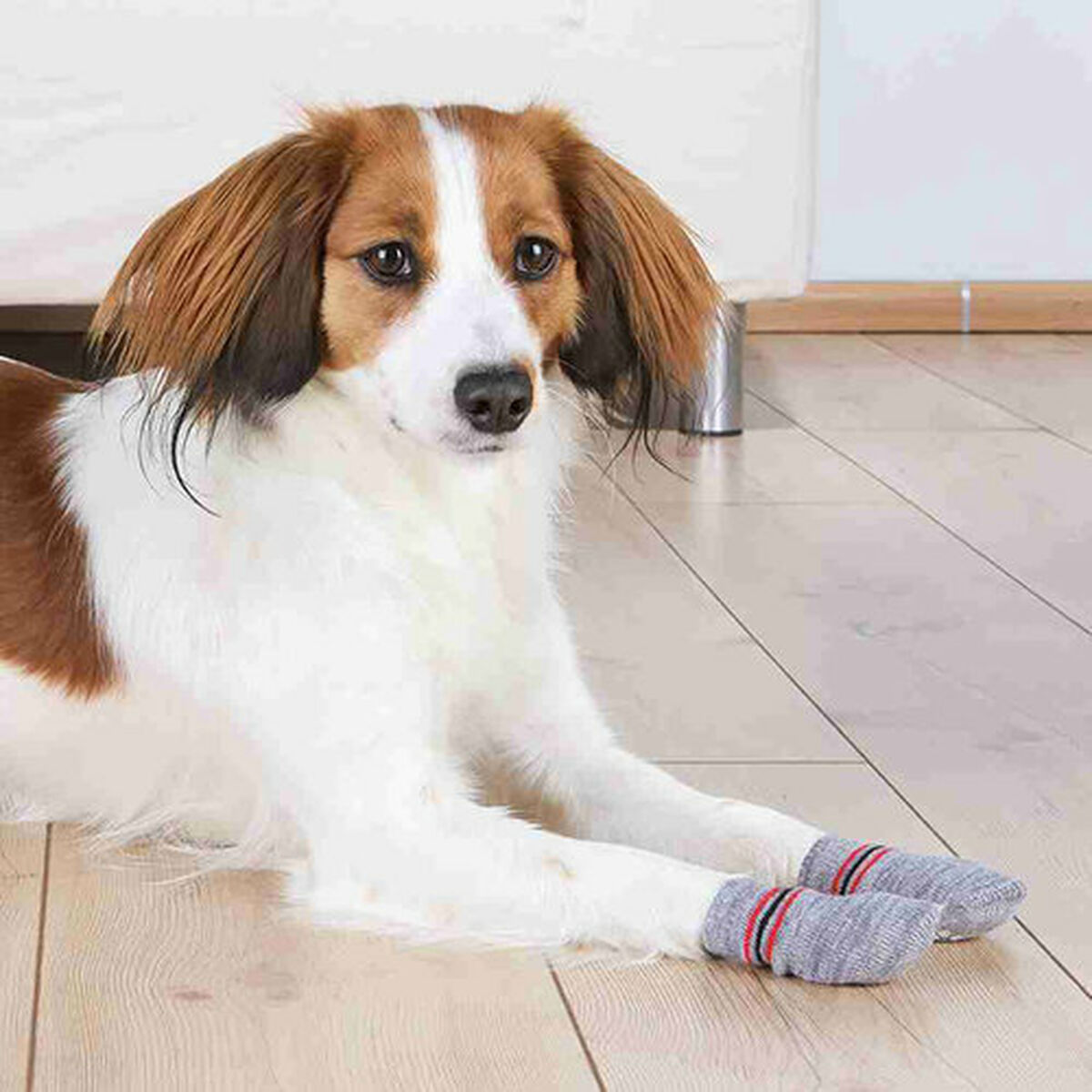 Chaussettes Trixie Gris L/XL Chien