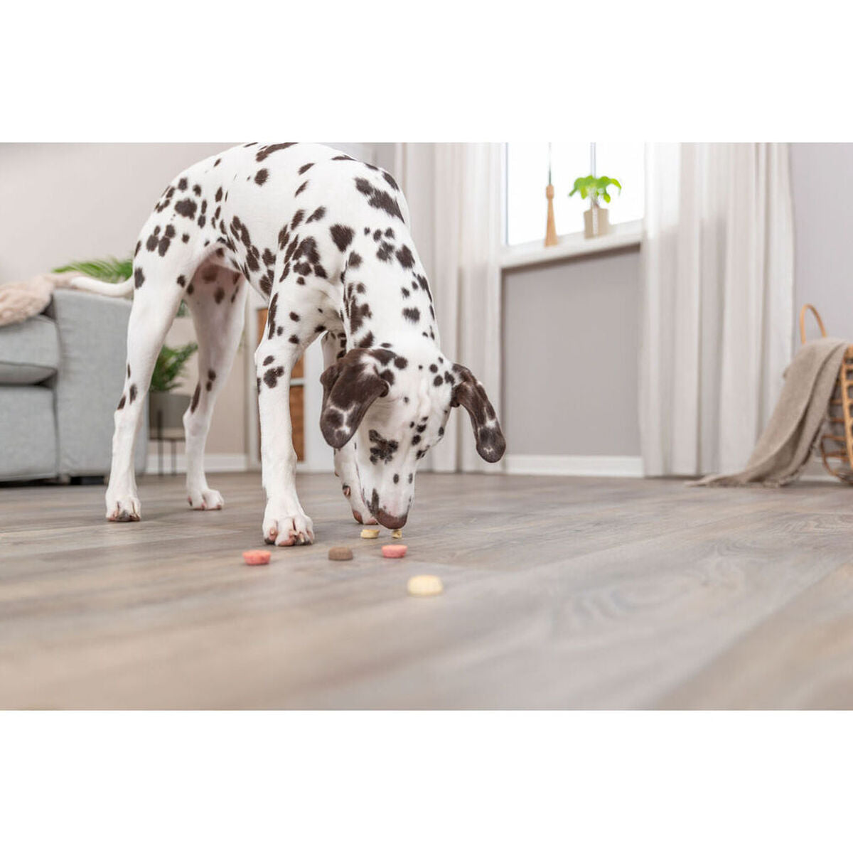 Snack pour chiens Trixie Cookie Snack Loops 1,3 kg