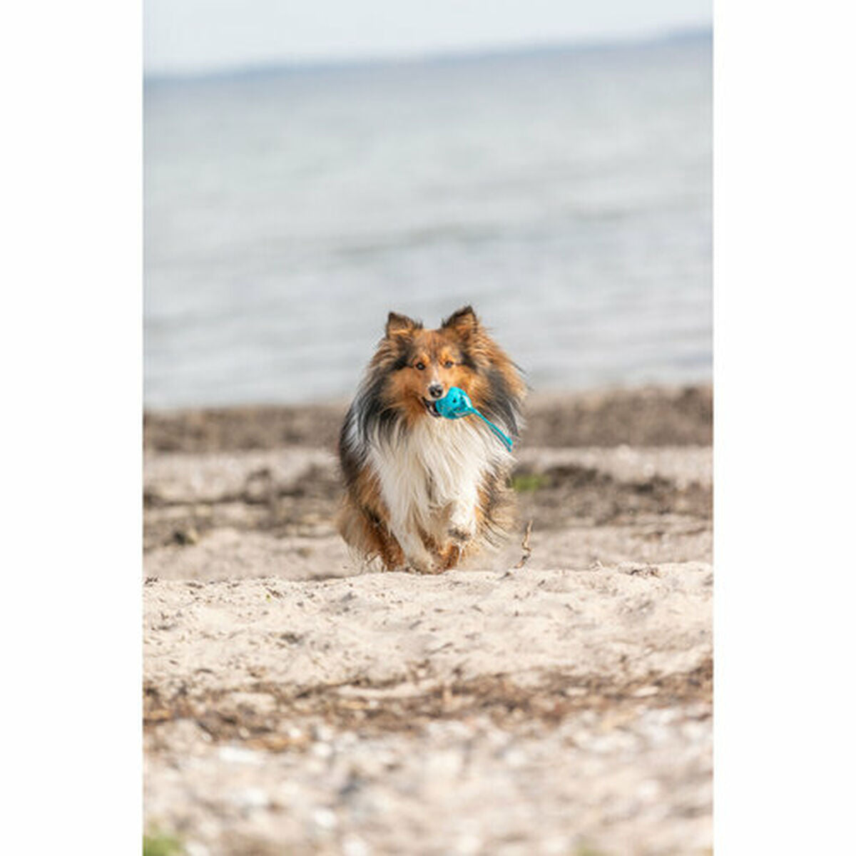 Boule pour animaux de compagnie Trixie Turquoise TPE Ballon ø 6 x 23 cm