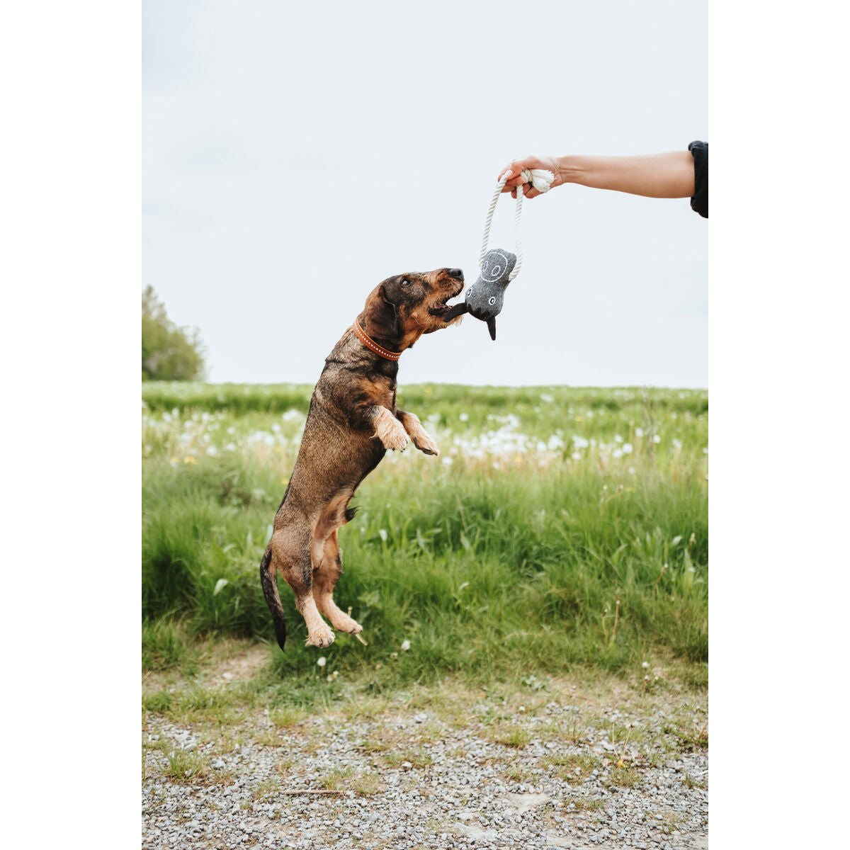 Jouet pour chien Hunter Nebraska Marron Polyester Vache