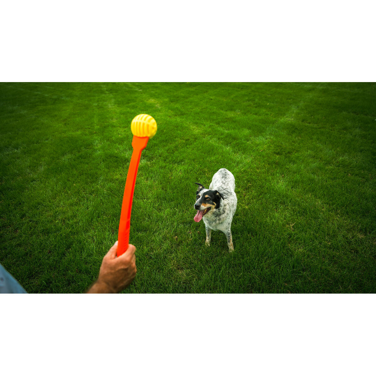 Lanceur de Balles pour Chiens Hunter Jaune Orange Caoutchouc Ballon