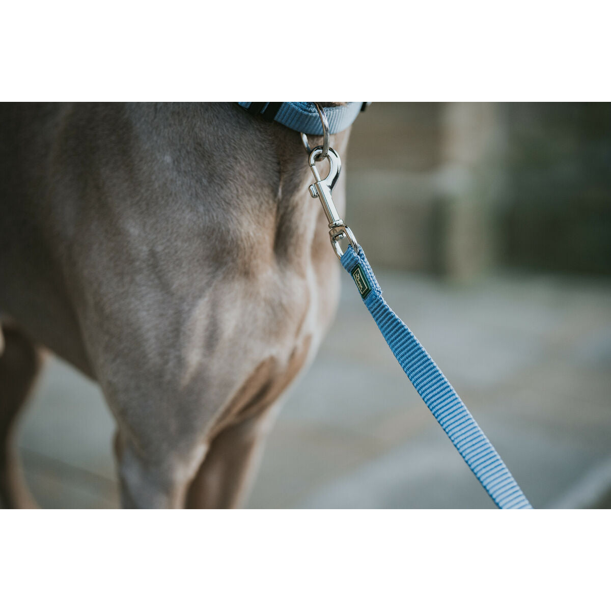 Laisse pour Chien Hunter Bleu 100 cm