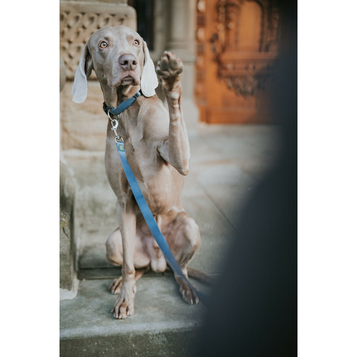 Laisse pour Chien Hunter Bleu 100 cm