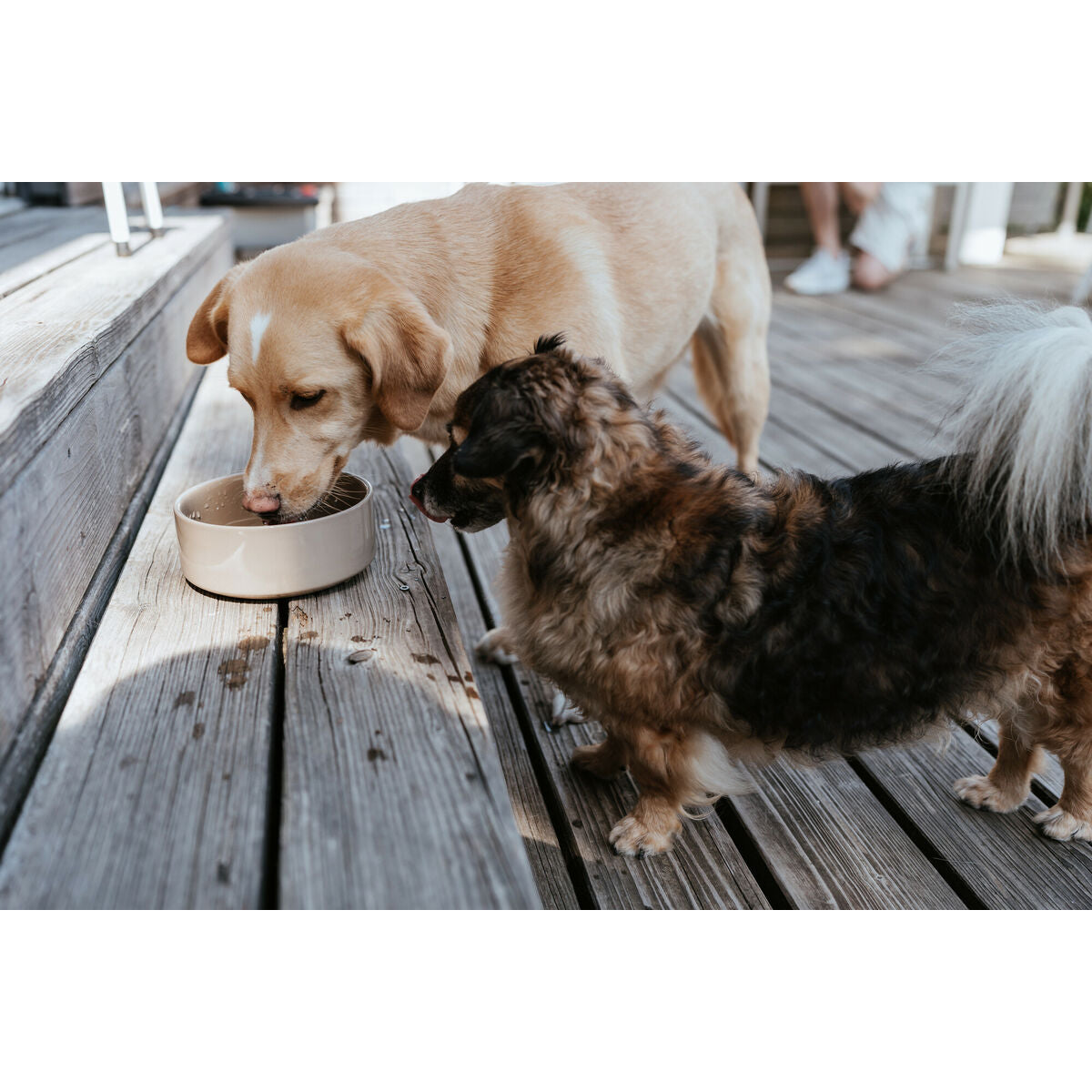 Mangeoire pour chiens Hunter OSBY Beige Céramique 550 ml