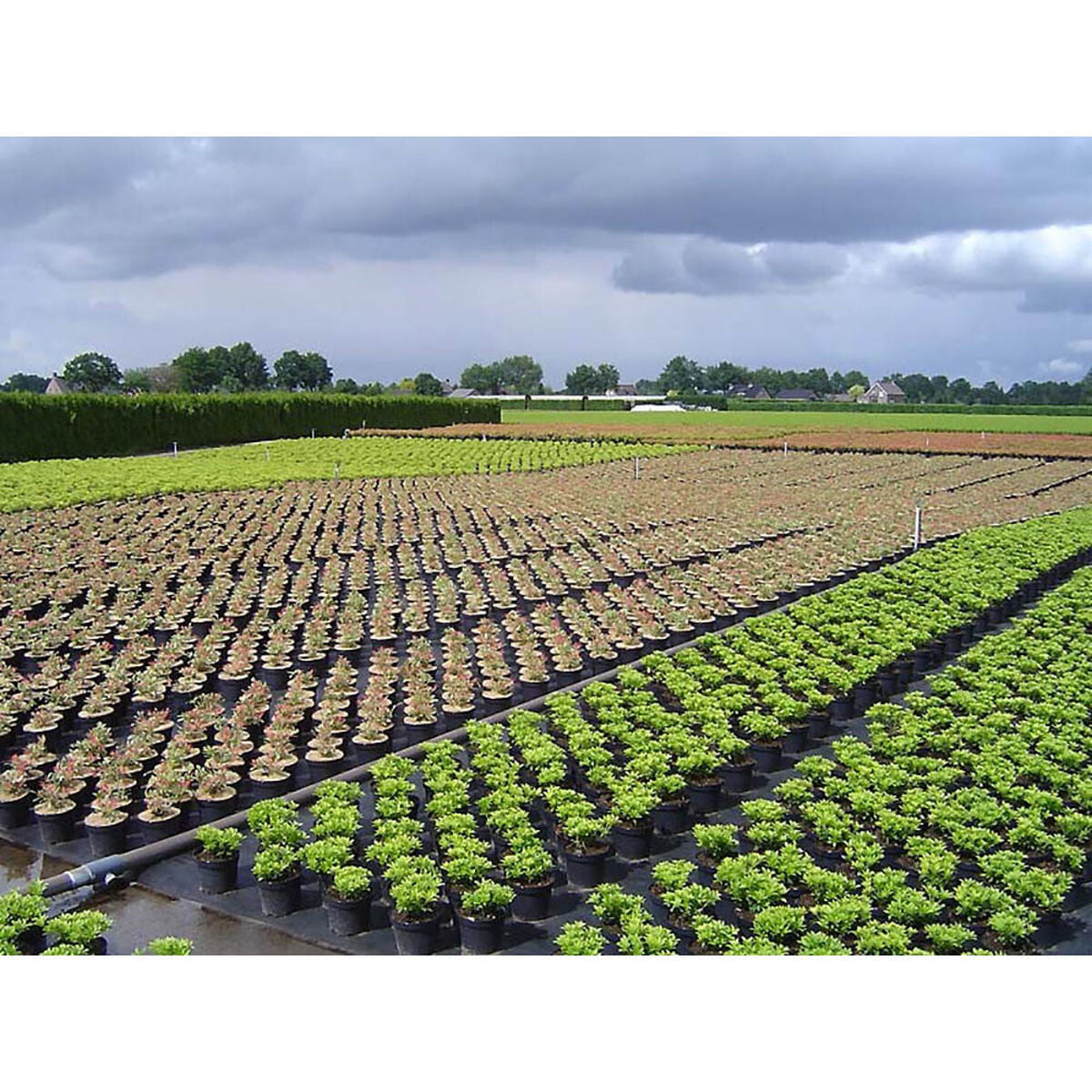 Maille de dissimulation Faura Noir