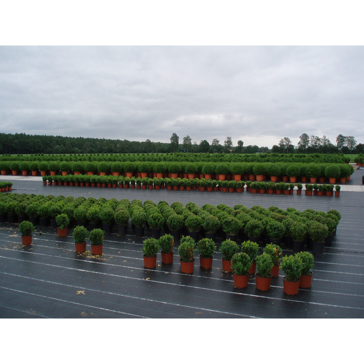 Maille de dissimulation Faura Vert