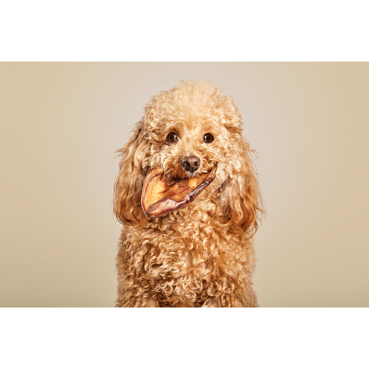 Snack pour chiens Snackys Cochon Oreille 10 Unités