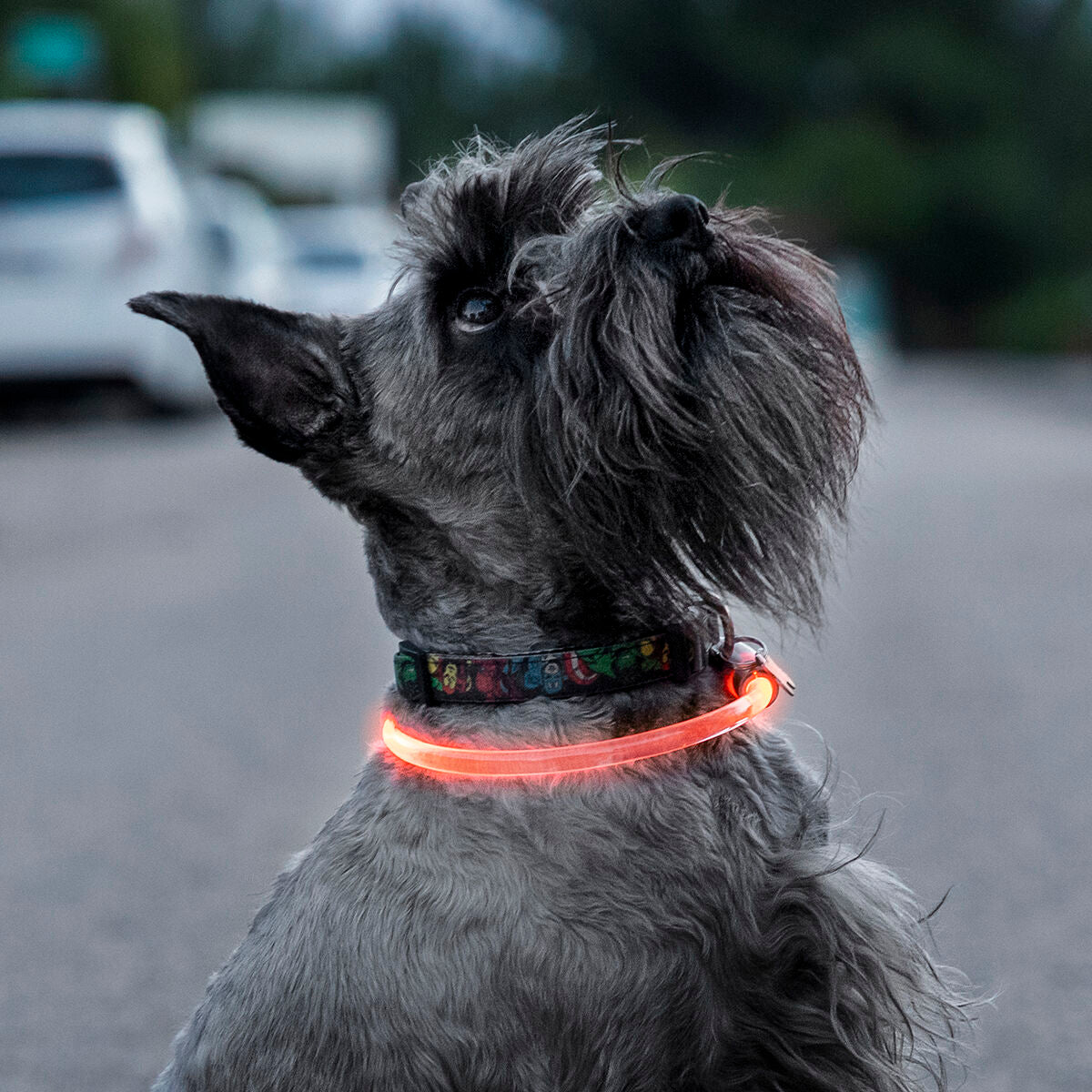 Collier à LED pour Animaux Petlux InnovaGoods